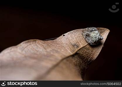 Macro spider brown