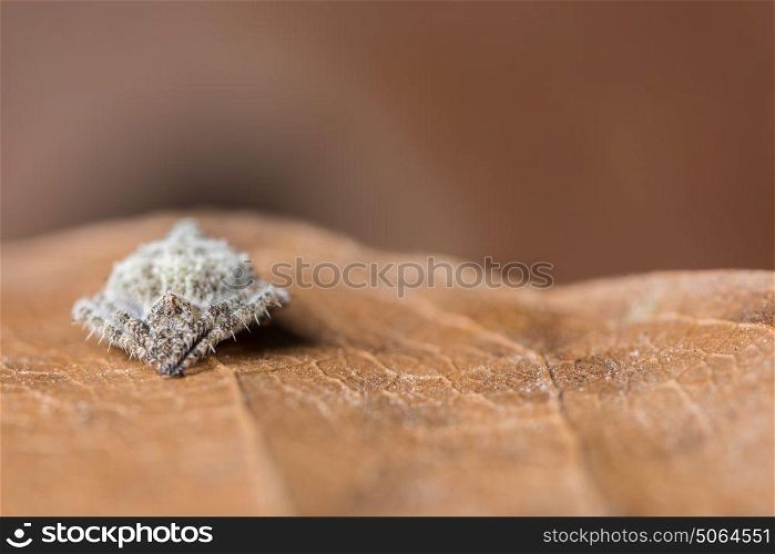 Macro spider brown