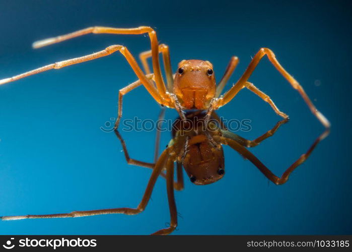 Macro spider in a glass