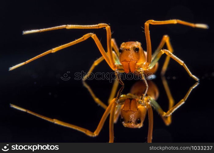 Macro spider in a glass