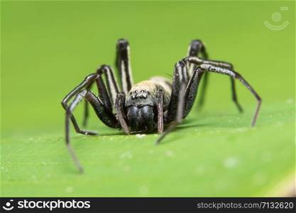 Macro spider in nature