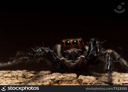 Macro spider in nature