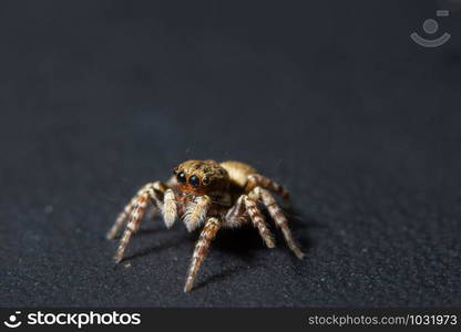 Macro spider jumping