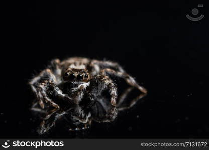 Macro Spider on Black Mirror