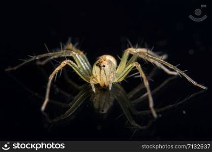 Macro Spider on Black Mirror
