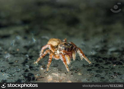 Macro spider on glass