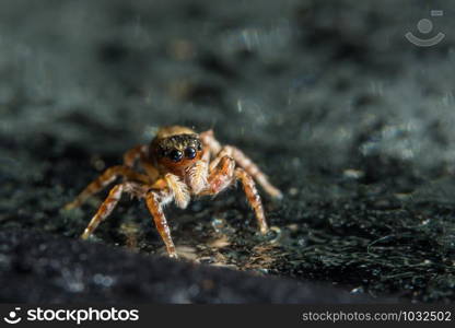 Macro spider on glass