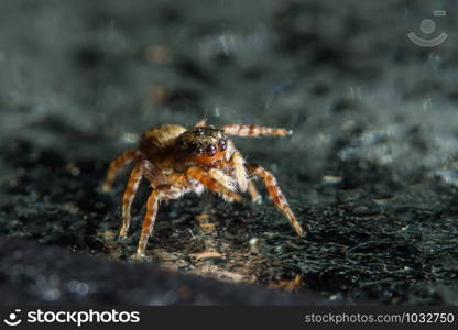 Macro spider on glass