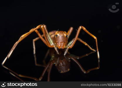 Macro spider on glass