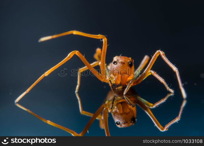 Macro spider on glass