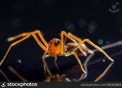 Macro spider on glass