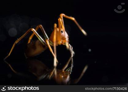 Macro spider on glass