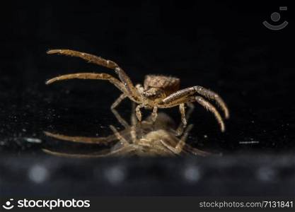 Macro spider on glass