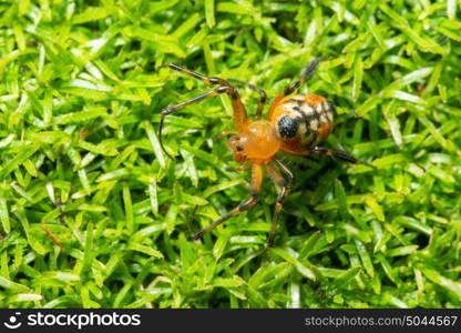 Macro spider on grass forest