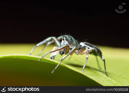 Macro spider on green leaf