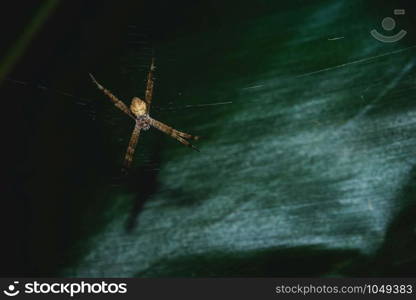 Macro Spider on Leaf