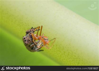 Macro Spider on Leaf