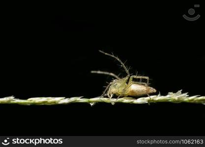 Macro Spider on Leaf