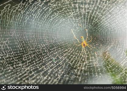 Macro spider on spider web