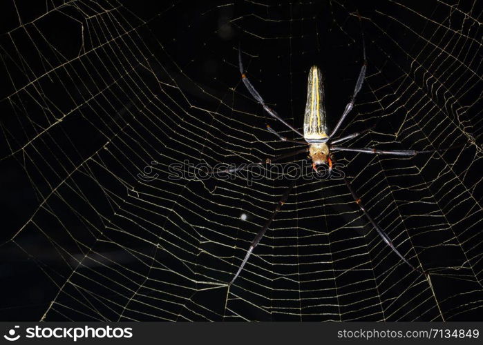 Macro spider on spider web