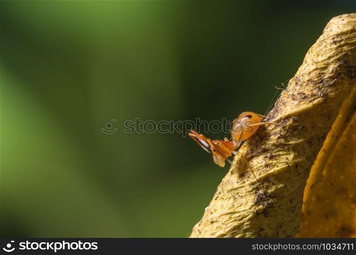 Macro spider on the leaf