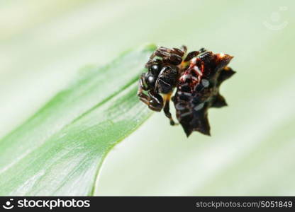 Macro spider on the leaf