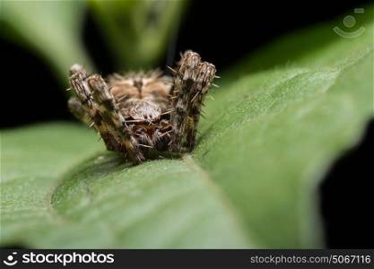 Macro spider on the leaf
