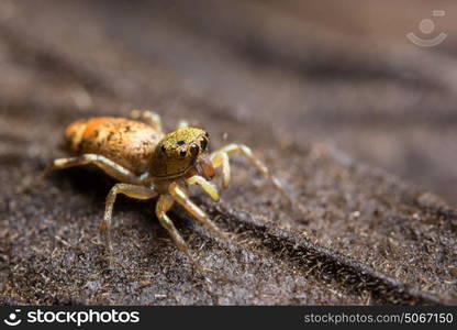 Macro spider on the leaf