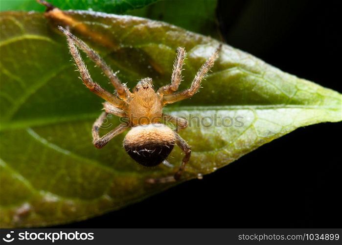 Macro spider on the plant