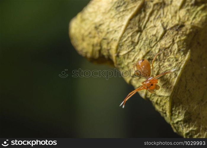 Macro spider orange