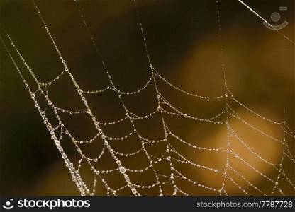 Macro Spider web with dew drops in forest
