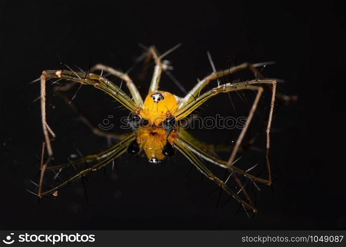 Macro Spider Yellow Background Colorful