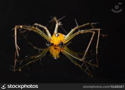 Macro Spider Yellow Background Colorful