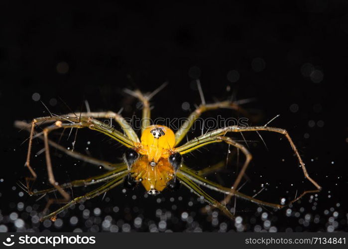 Macro Spider Yellow Background Colorful