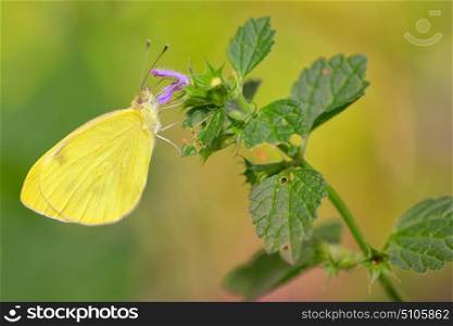 Macro Sulphur Phoebis Agarithe Butterfly