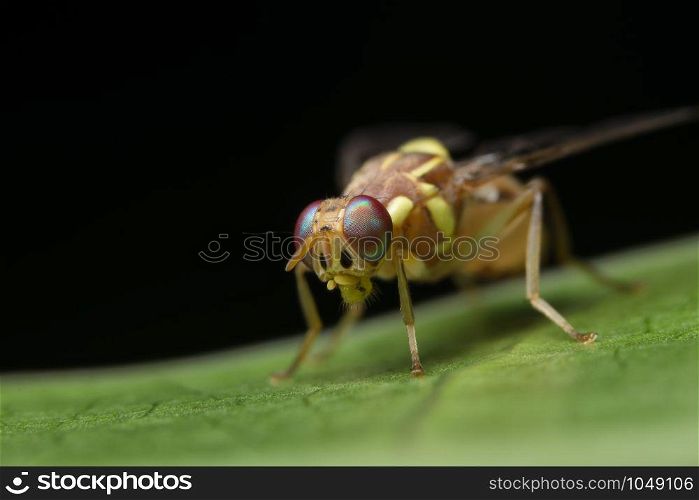 Macro sunflower maggot fly ( Drosophila melanogaster)