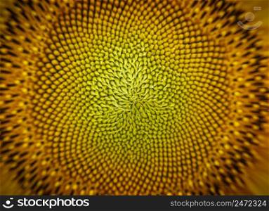 Macro sunflower seeds. Abstract nature. Stock photography.. Macro sunflower seeds. Abstract nature. Stock photo.