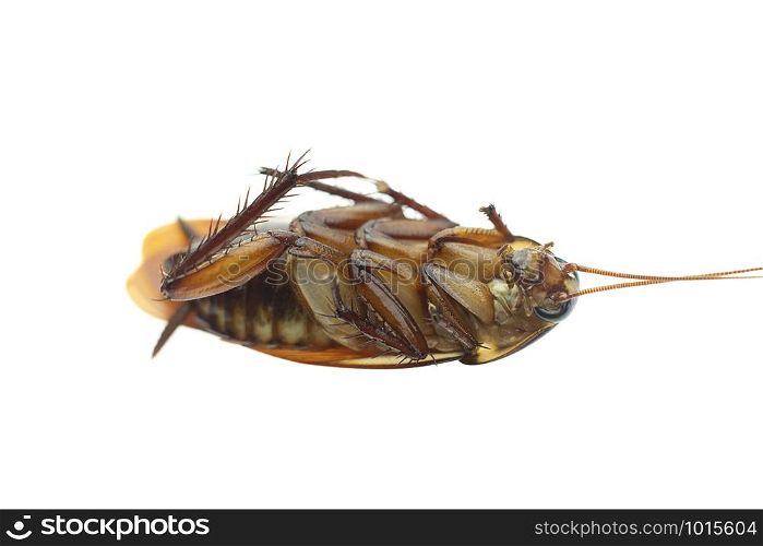 Macro top view a dead cockroach on isolated white background