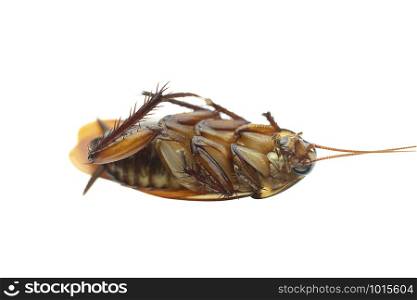 Macro top view a dead cockroach on isolated white background