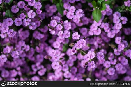 Macro top view image of purple wild flower landscape