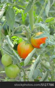 Macro unripe tomatoes in greenhouse