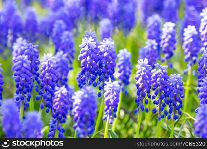 Macro view of blue and purple Muscari or Mouse or Grape Hyacinth flowers with selective focus effect