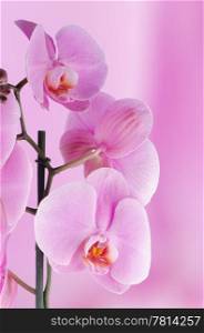 Macro view of pink orchids on pink blured background.