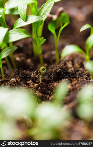 Macro view of sprout growing from seed, spring concept