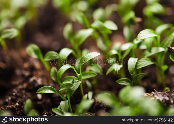 Macro view of sprout growing from seed, spring concept