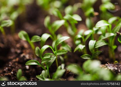 Macro view of sprout growing from seed, spring concept