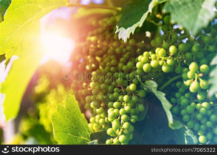 Macro view of the bunch of white grapes growing at the vineyard in sunset with selective focus effect