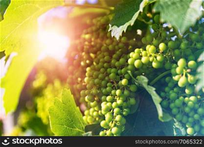 Macro view of the bunch of white grapes growing at the vineyard in sunset with selective focus effect