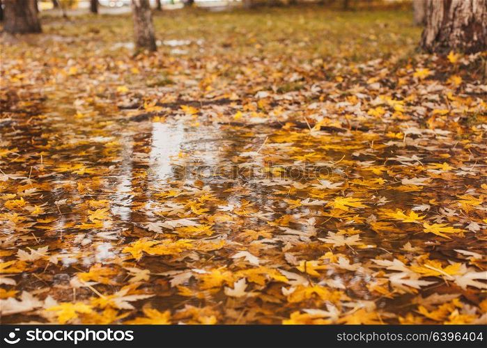 Macro view of yellow maple leaves in the pudde. Maple leaves in water