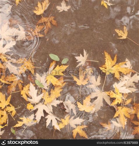 Macro view of yellow maple leaves in the pudde. Maple leaves in water